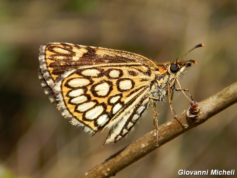 Heteropterus morpheus 2^ generazione